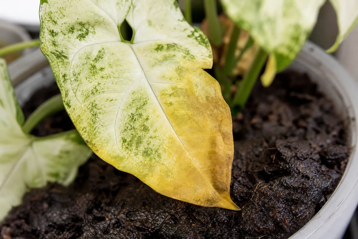 Close-up of Overwatering on Syngonium White Butterfly - diagnostic detail
