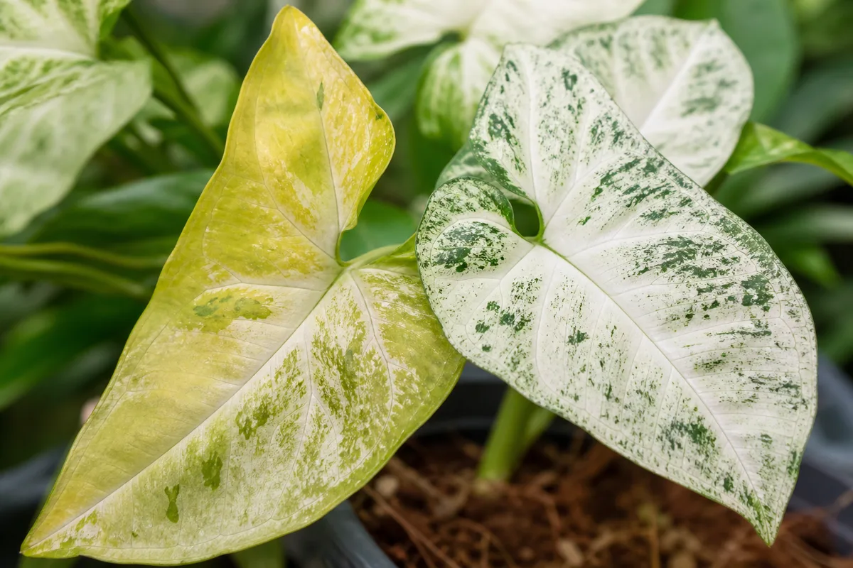 Close-up of Yellow Leaves on Syngonium White Butterfly - diagnostic detail