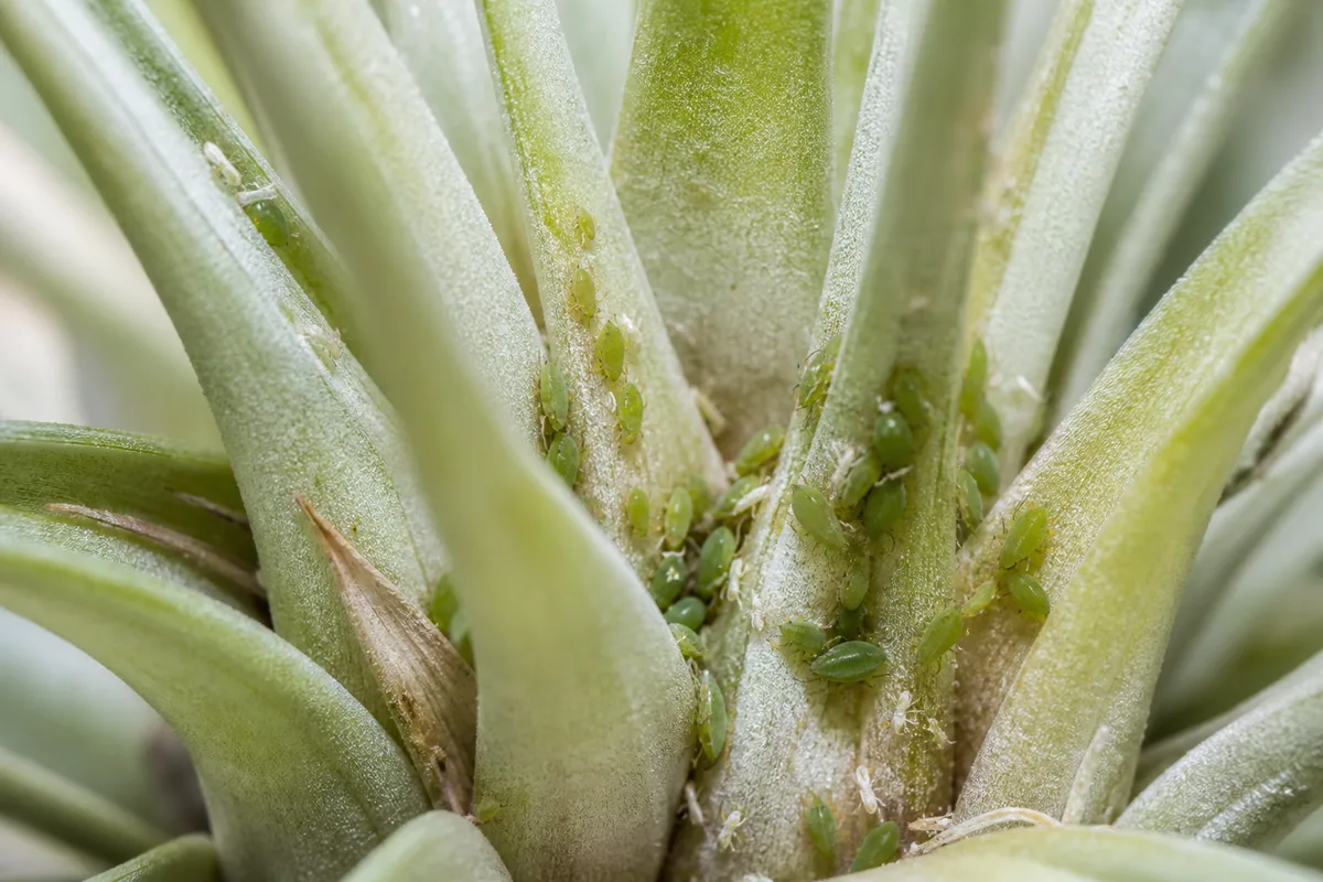 Close-up of Aphids on Tillandsia - diagnostic detail