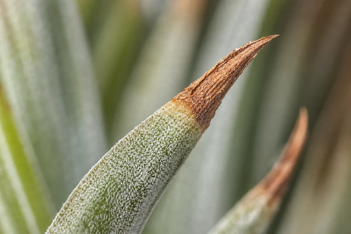 Mistake 5 Mounting Or Decorating Before The Plant Dries for mistake 5 - mounting or decorating before the plant dries
