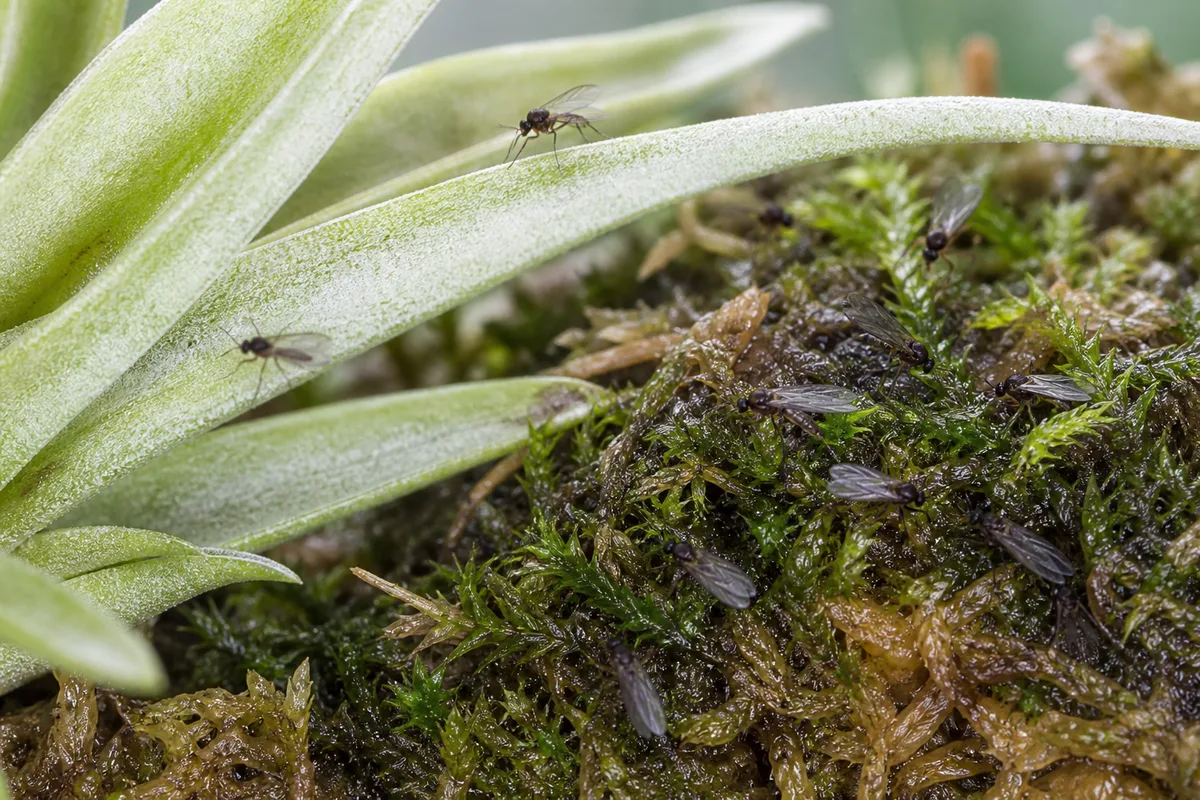 Close-up of Fungus Gnats on Tillandsia - diagnostic detail