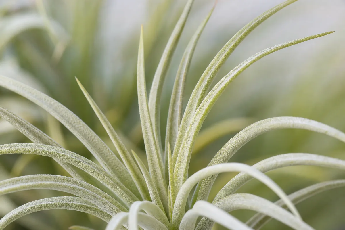 Close-up of Leggy Growth on Tillandsia - diagnostic detail