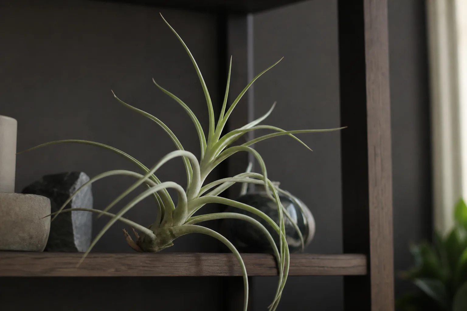 Not Enough Light on Tillandsia - visible symptom on the plant