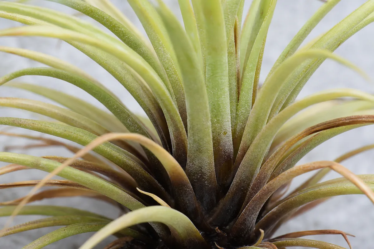 Close-up of Overwatering on Tillandsia - diagnostic detail