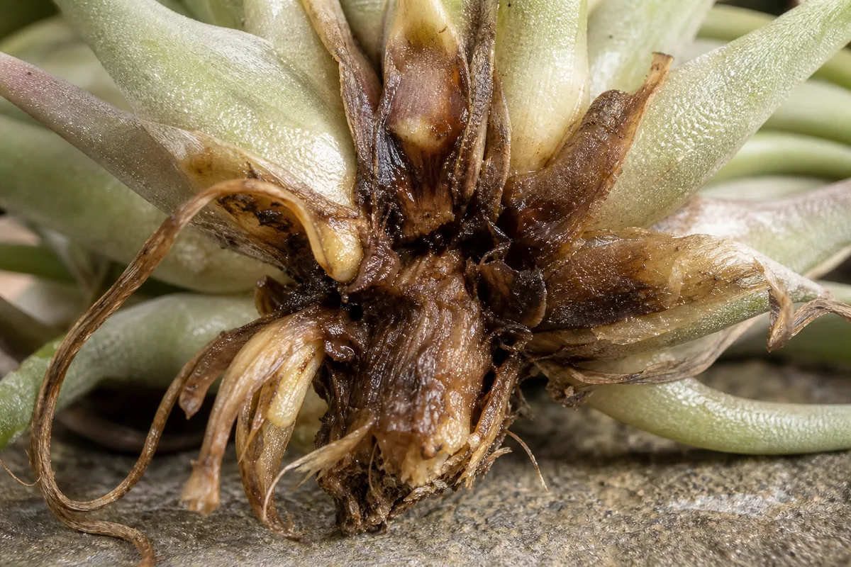 Close-up of Root Rot on Tillandsia - diagnostic detail