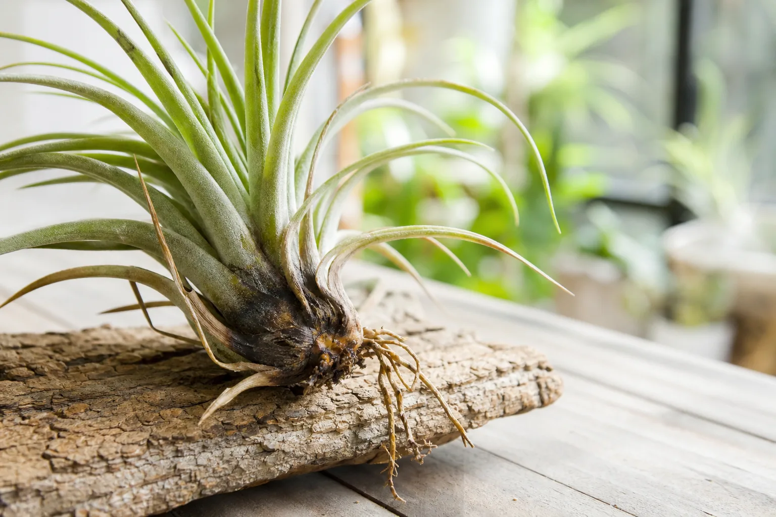 Root Rot on Tillandsia - visible symptom on the plant