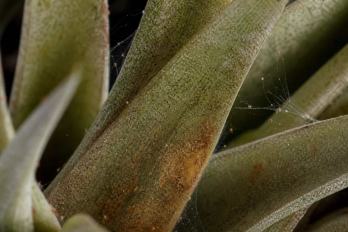 Close-up of Spider Mites on Tillandsia - diagnostic detail