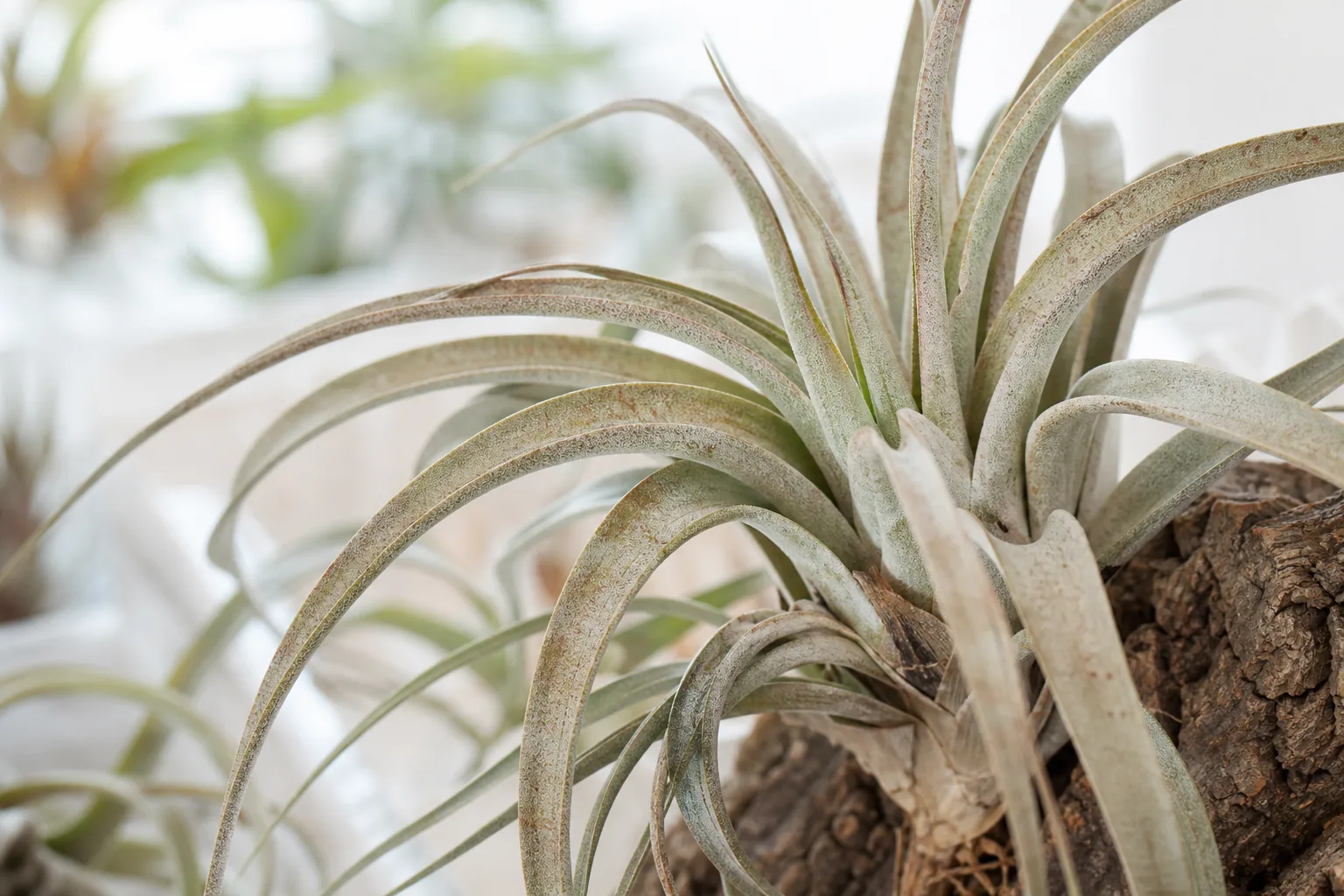 Spider Mites on Tillandsia - visible symptom on the plant
