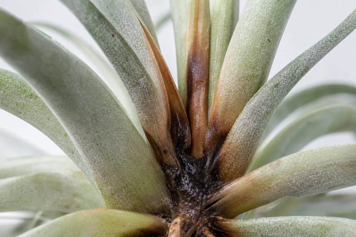 Close-up of Stem Rot on Tillandsia - diagnostic detail