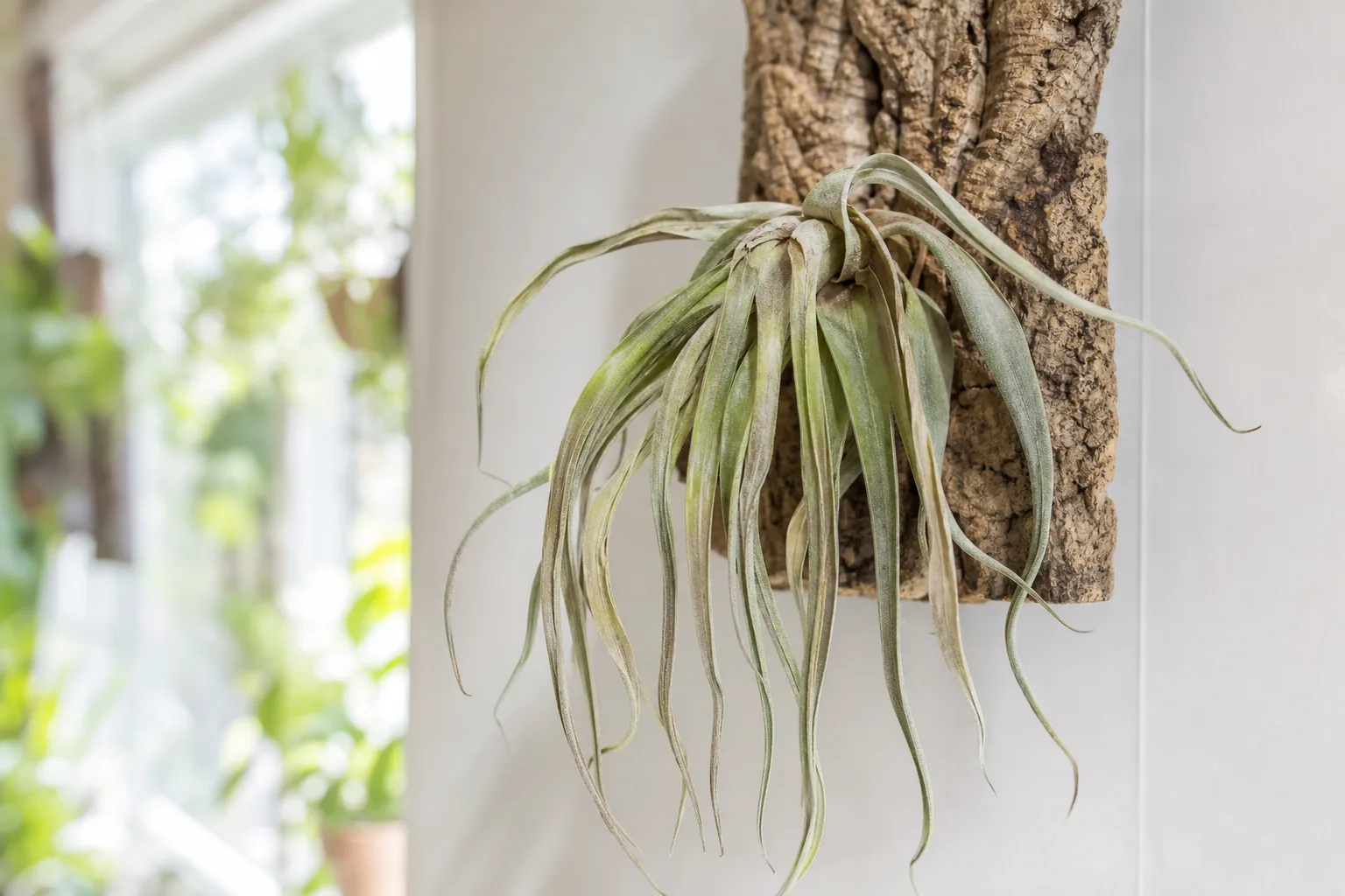 Wilting on Tillandsia - visible symptom on the plant