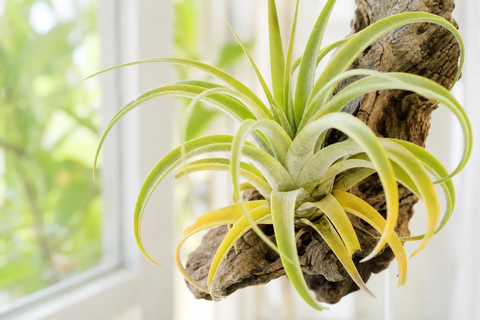 Yellow Leaves on Tillandsia - visible symptom on the plant