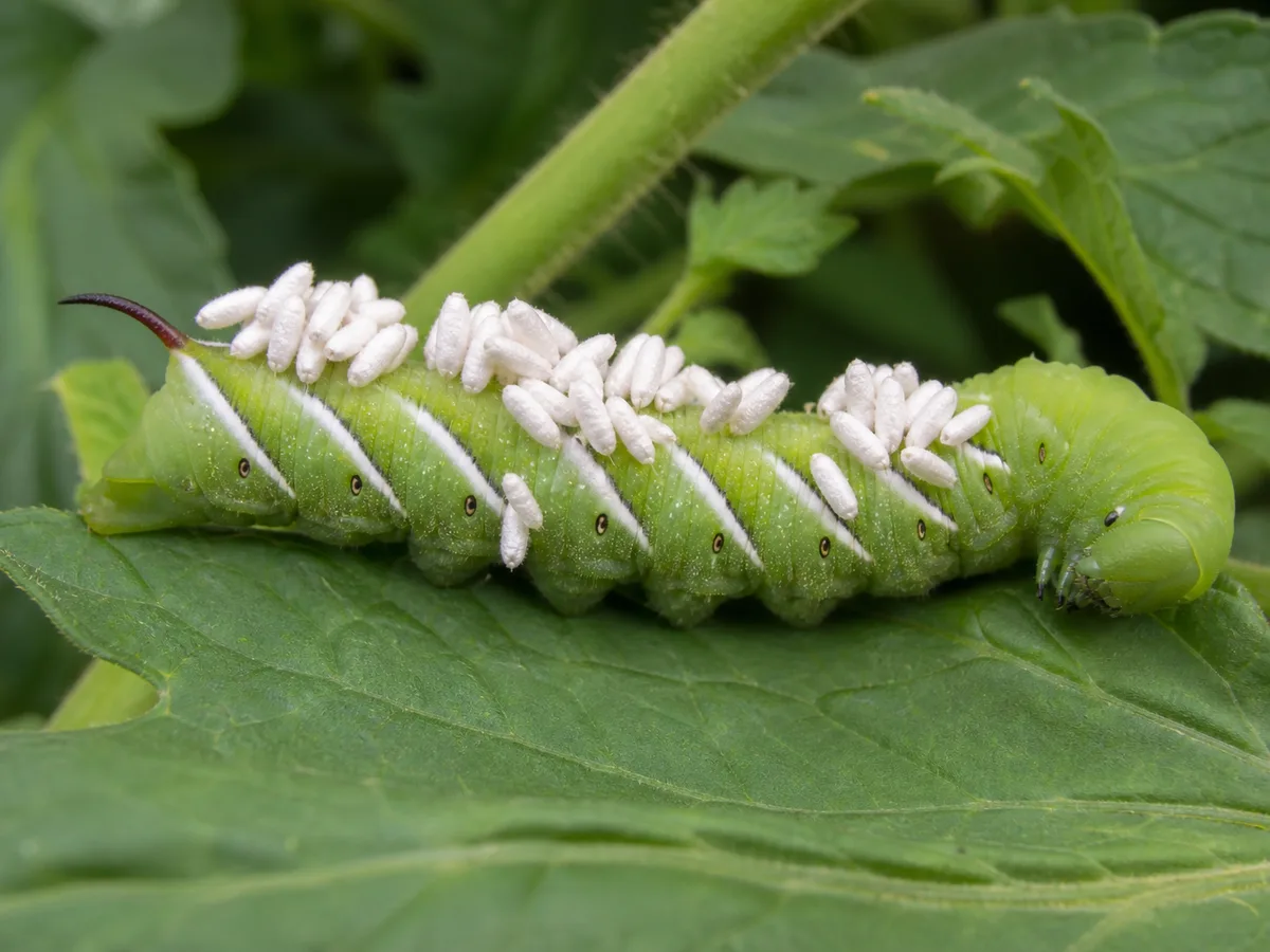 Tomato hornworm covered in white braconid-wasp cocoons on a tomato leaf