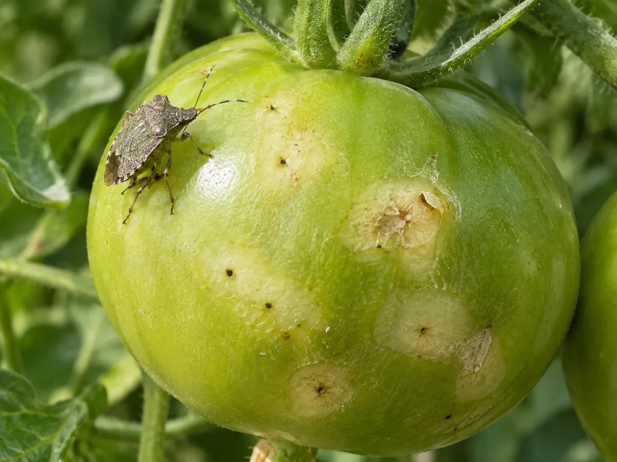 Close-up of a tomato plant showing pale fruit spots and affected foliage