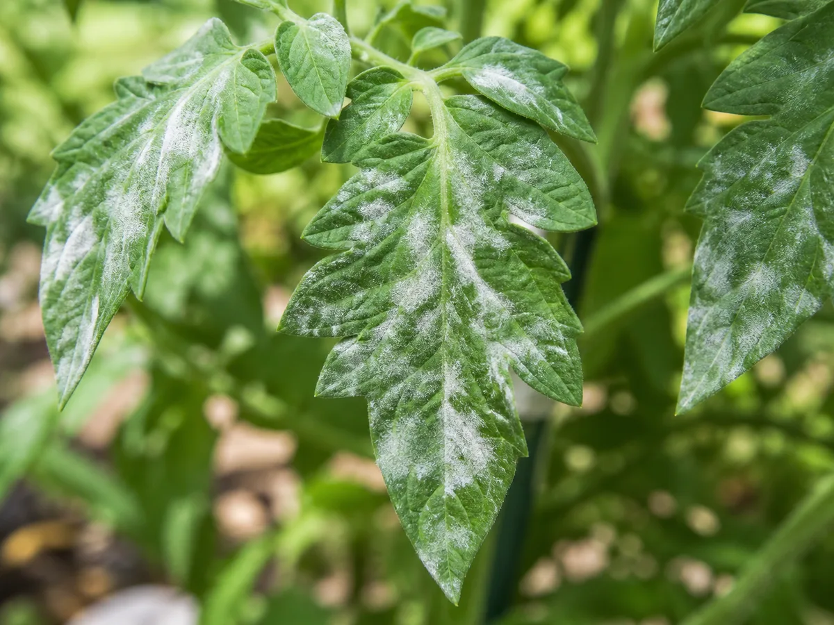 Close-up of white powdery patches on tomato leaves