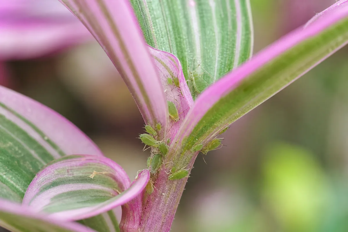 Close-up of Aphids on Tradescantia Nanouk - diagnostic detail