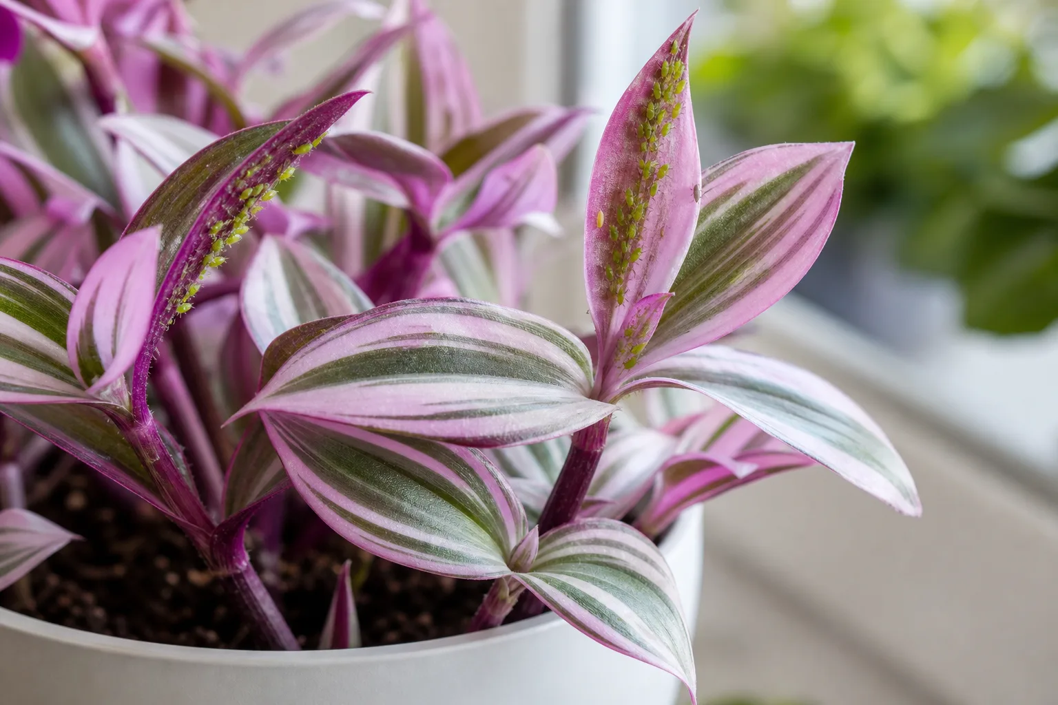 Aphids on Tradescantia Nanouk - visible symptom on the plant