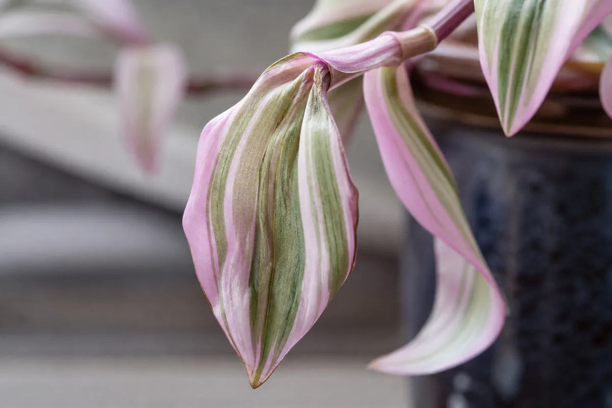 Close-up of Drooping Leaves on Tradescantia Nanouk - diagnostic detail