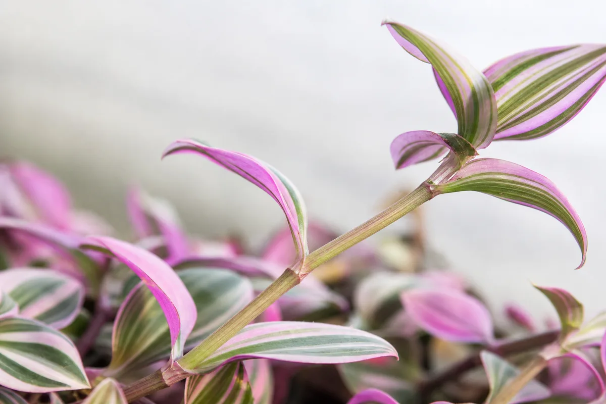 Close-up of Leggy Growth on Tradescantia Nanouk - diagnostic detail