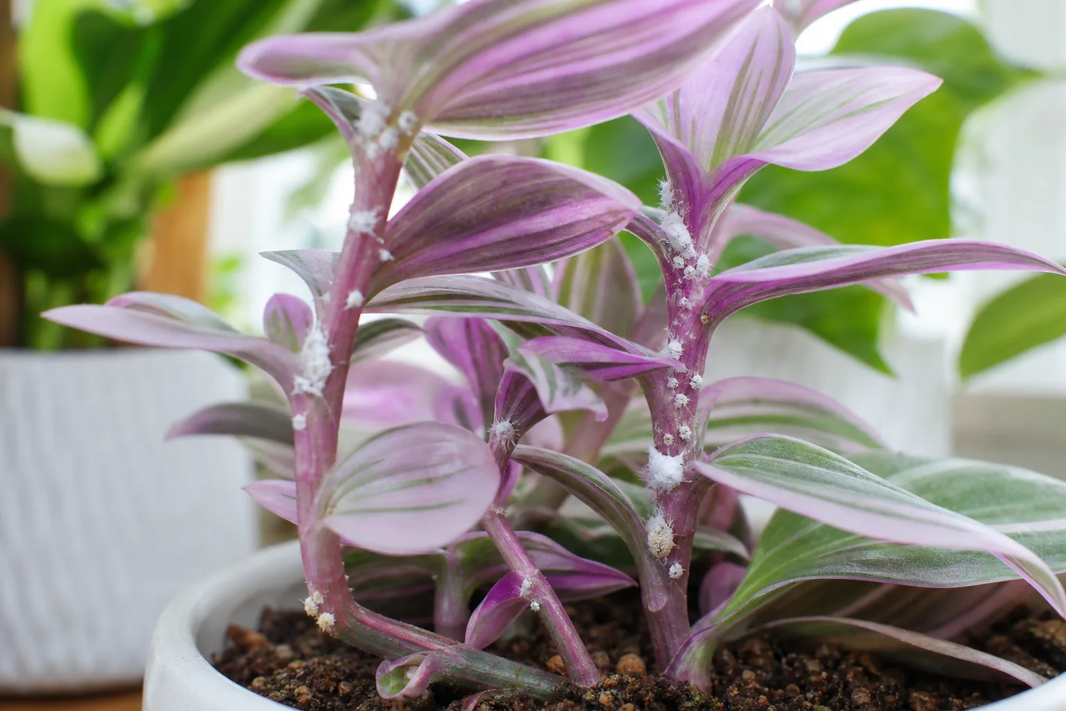 Mealybugs on Tradescantia Nanouk - visible symptom on the plant