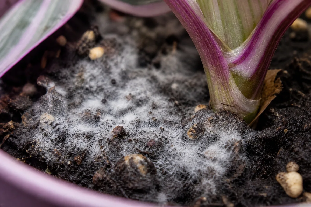 Close-up of Mold on Soil on Tradescantia Nanouk - diagnostic detail