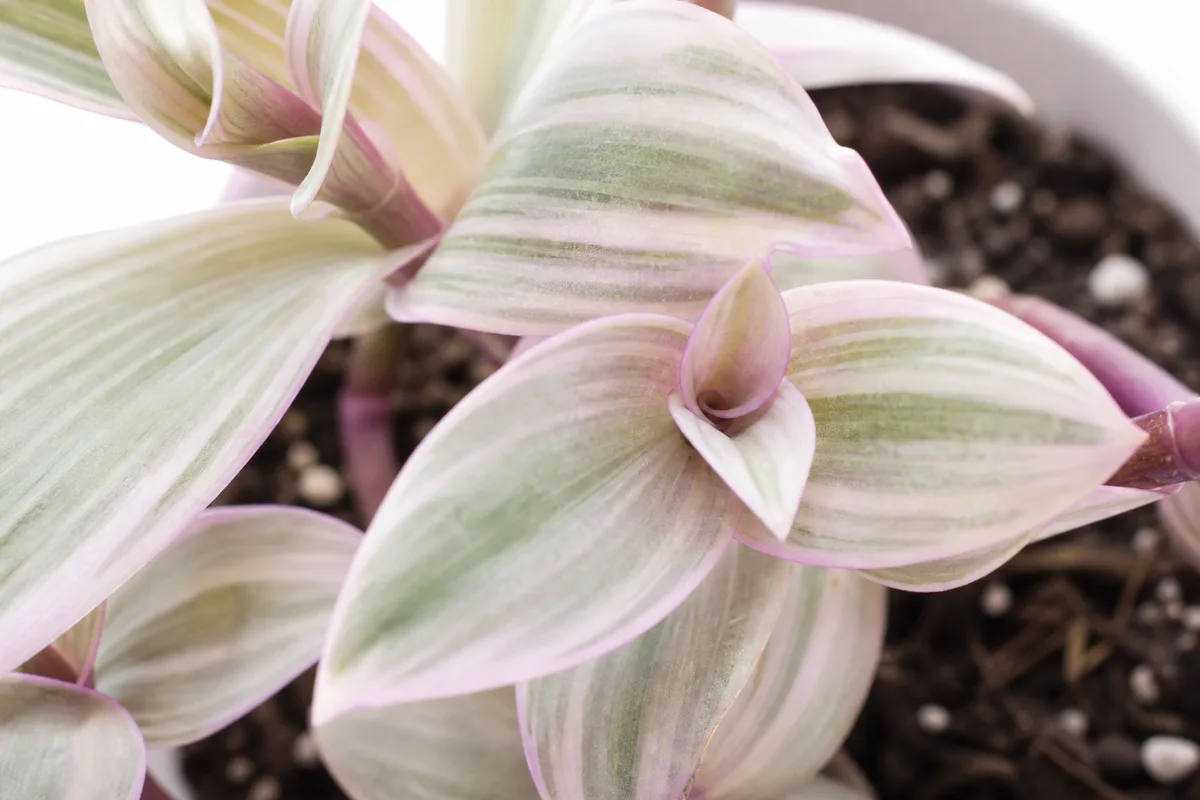 Close-up of Not Enough Light on Tradescantia Nanouk - diagnostic detail