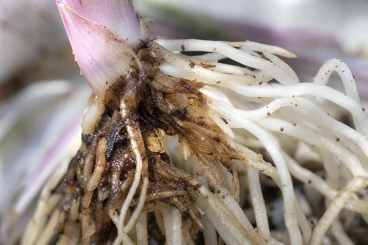 Close-up of Root Rot on Tradescantia Nanouk - diagnostic detail