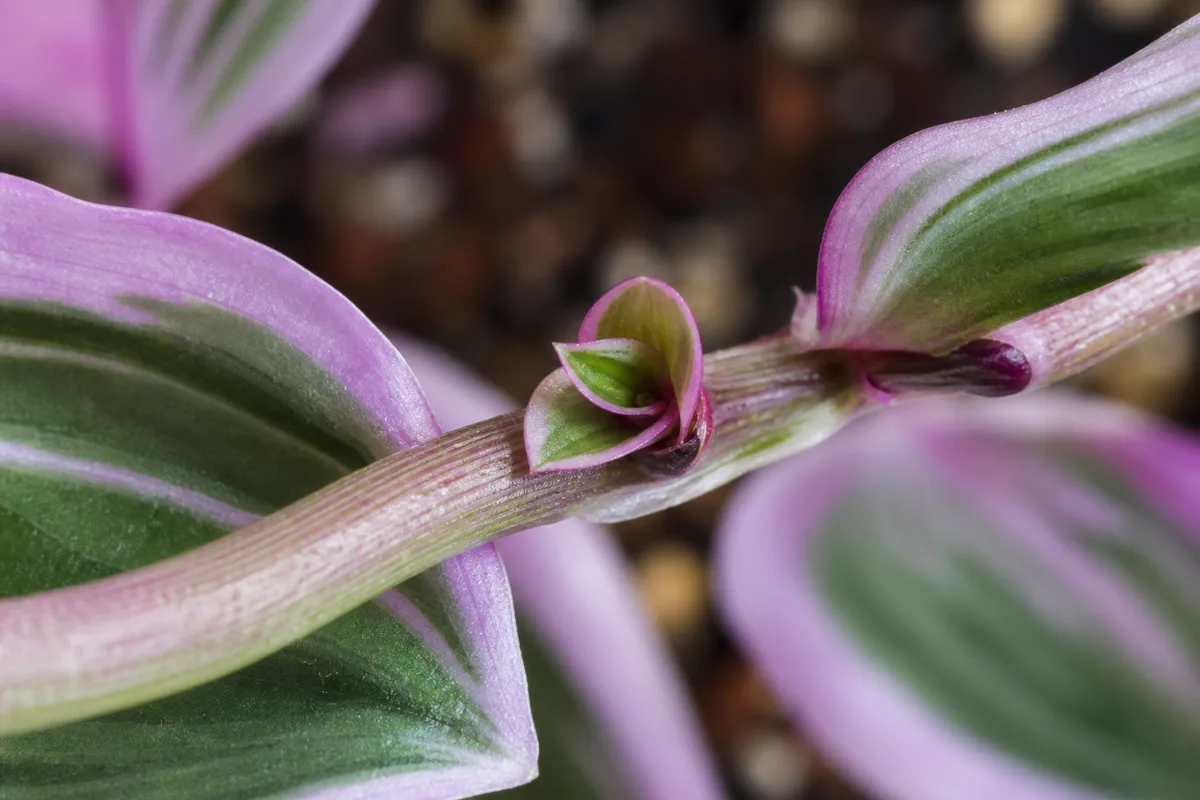 Close-up of Slow Growth on Tradescantia Nanouk - diagnostic detail