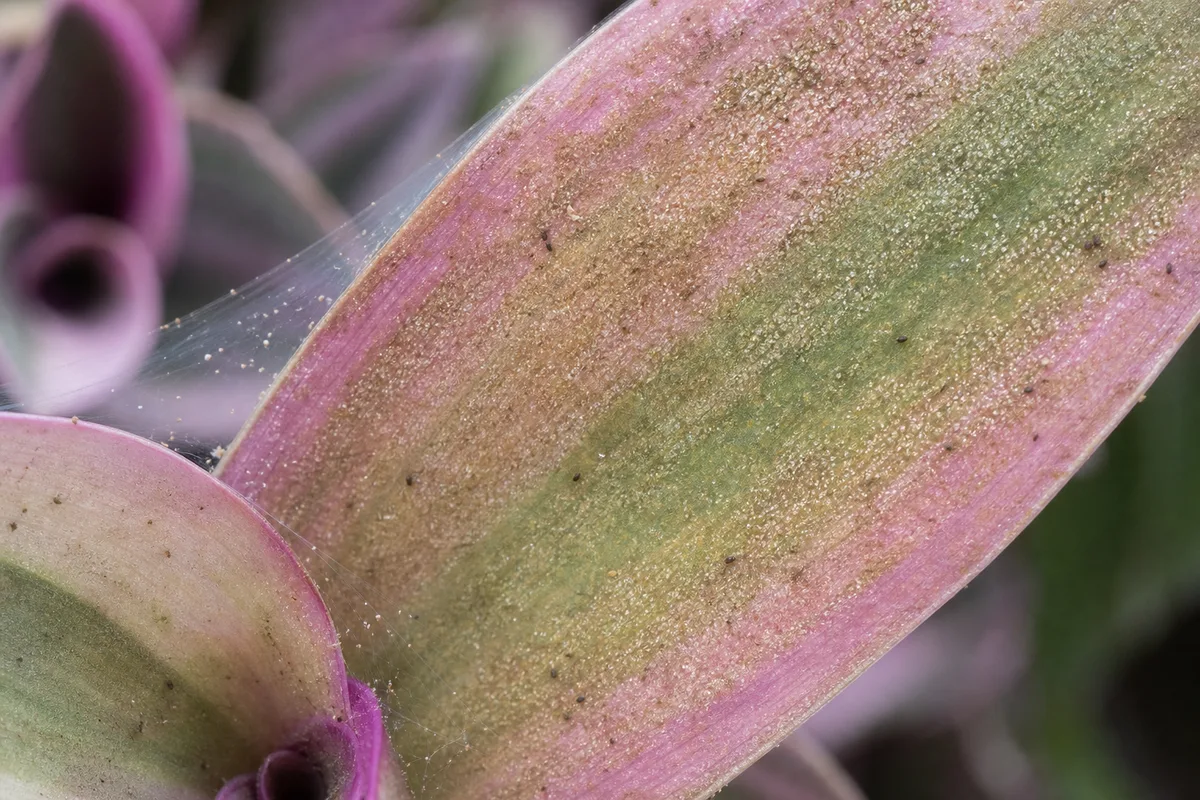 Close-up of Spider Mites on Tradescantia Nanouk - diagnostic detail
