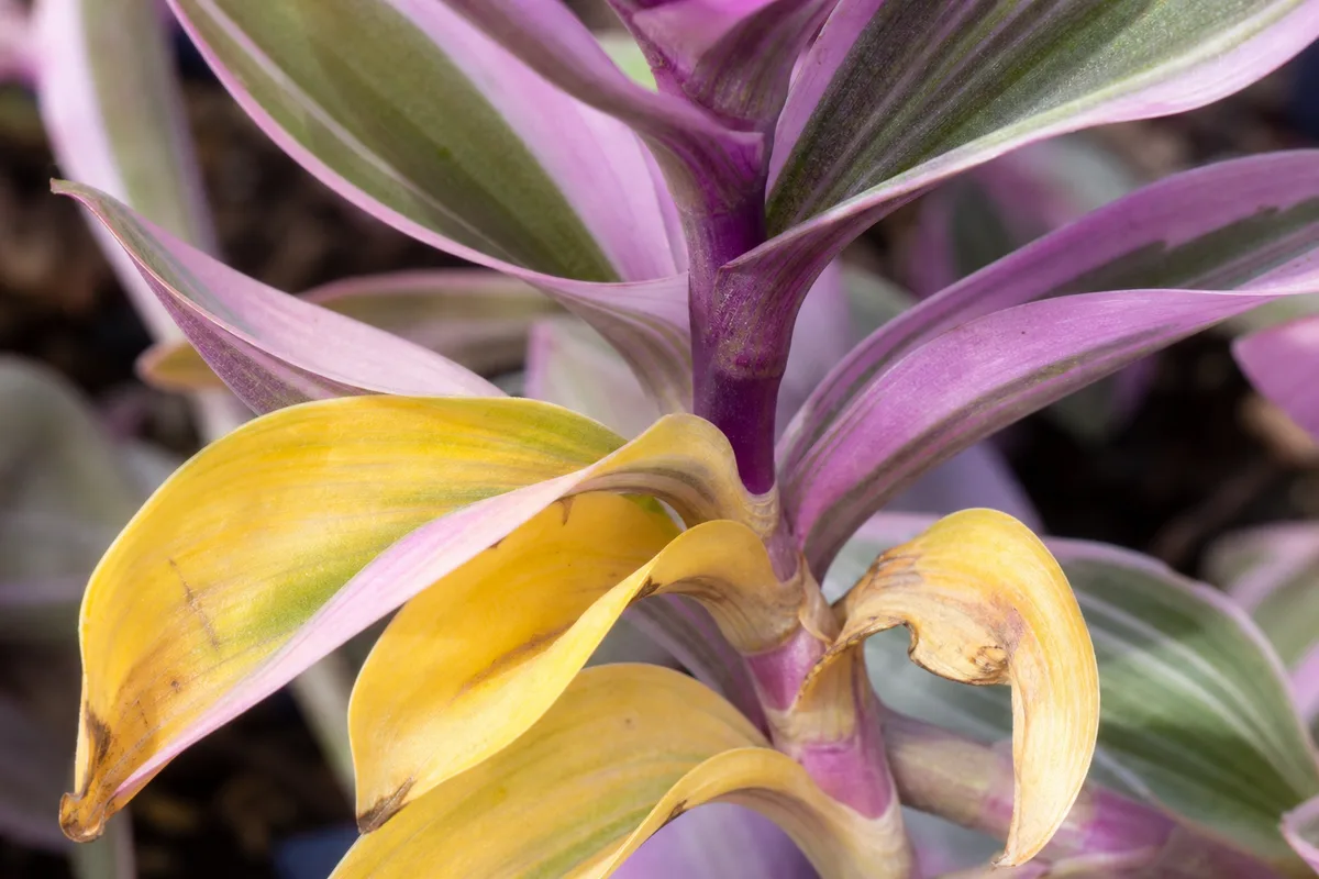 Close-up of Yellow Leaves on Tradescantia Nanouk - diagnostic detail