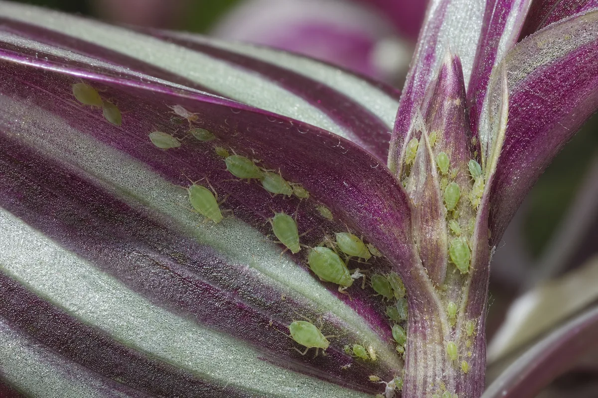 Close-up of Aphids on Tradescantia Zebrina - diagnostic detail