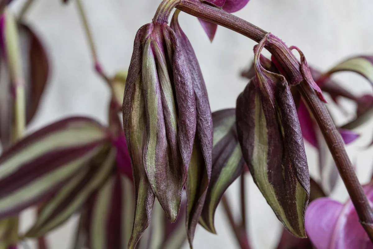 Close-up of Drooping Leaves on Tradescantia Zebrina - diagnostic detail