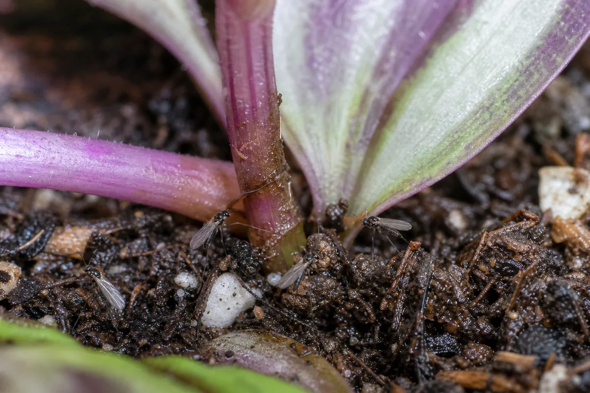 Close-up of Fungus Gnats on Tradescantia Zebrina - diagnostic detail
