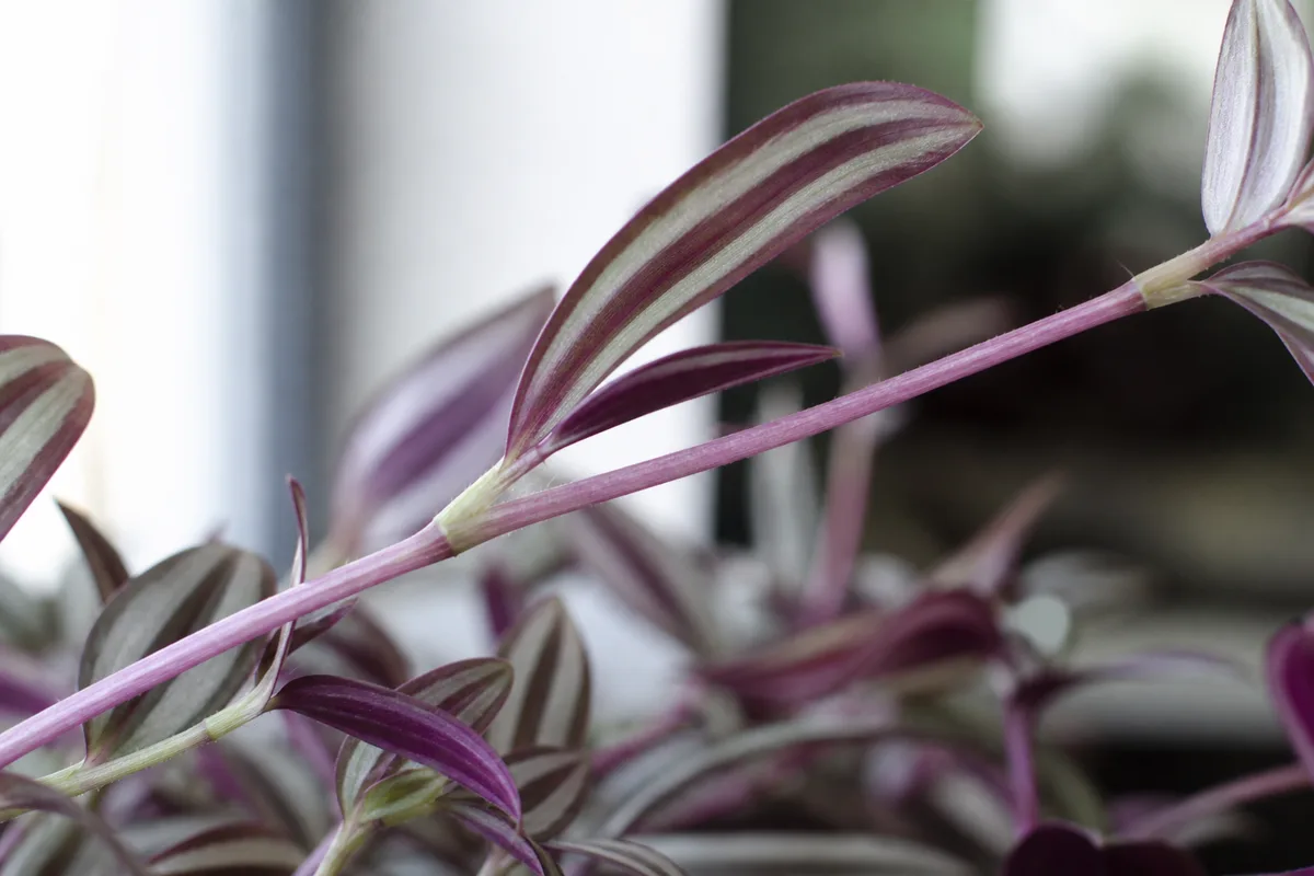Close-up of Leggy Growth on Tradescantia Zebrina - diagnostic detail
