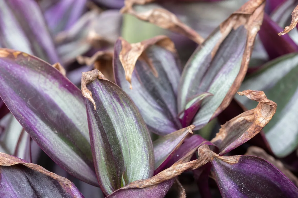 Close-up of Low Humidity on Tradescantia Zebrina - diagnostic detail