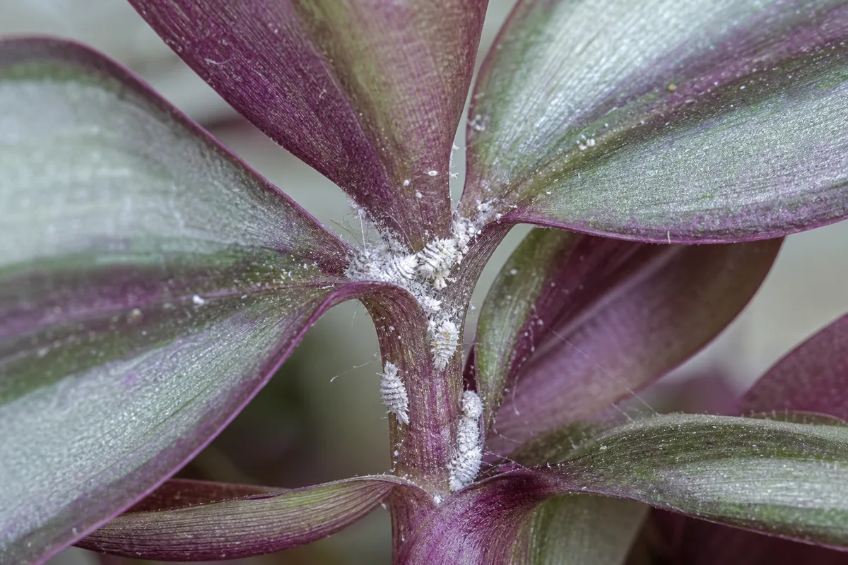 Close-up of Mealybugs on Tradescantia Zebrina - diagnostic detail