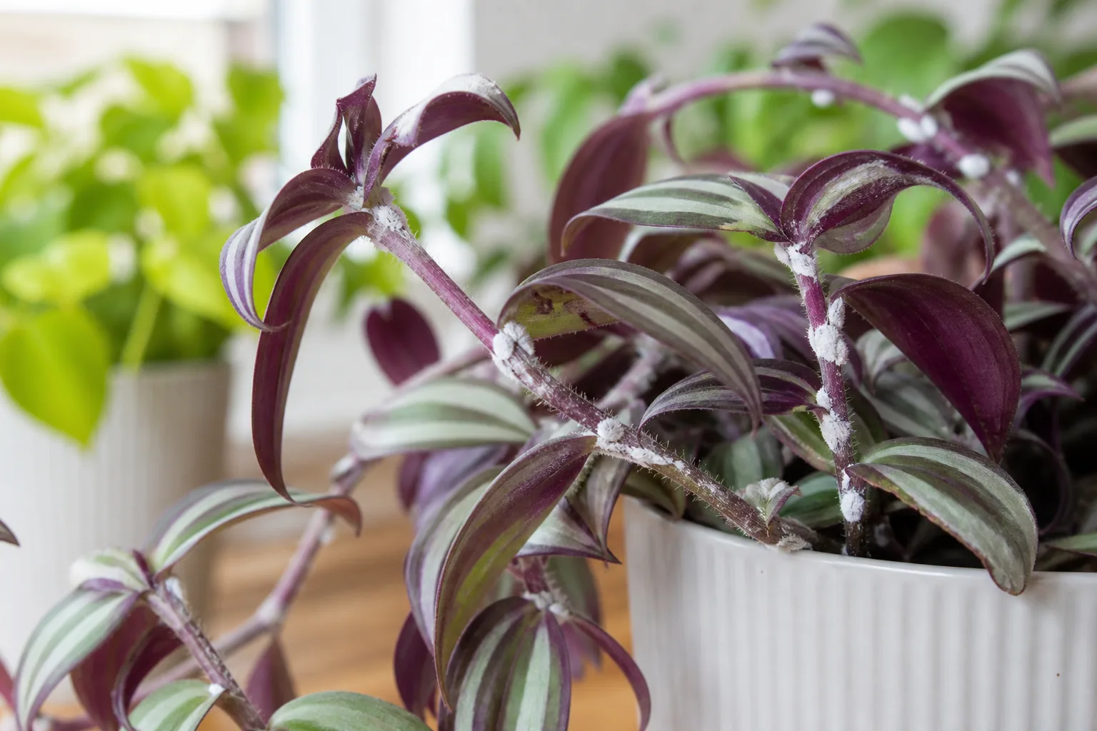 Mealybugs on Tradescantia Zebrina - visible symptom on the plant