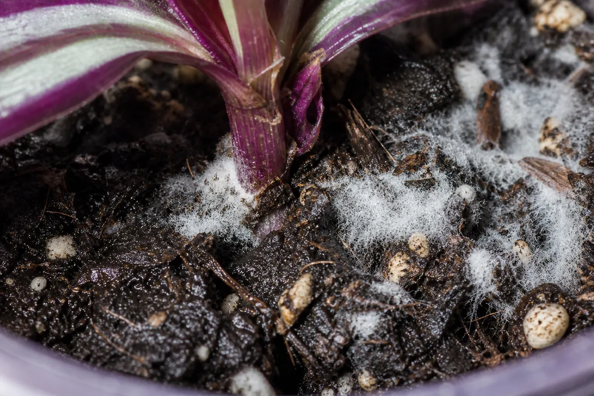 Close-up of Mold on Soil on Tradescantia Zebrina - diagnostic detail