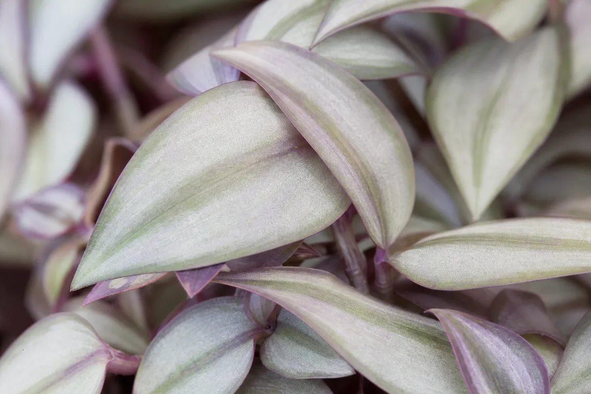Close-up of Not Enough Light on Tradescantia Zebrina - diagnostic detail