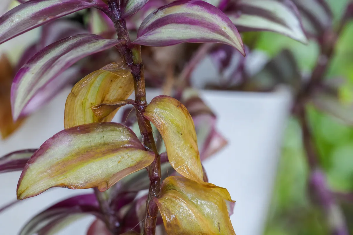 Close-up of Overwatering on Tradescantia Zebrina - diagnostic detail