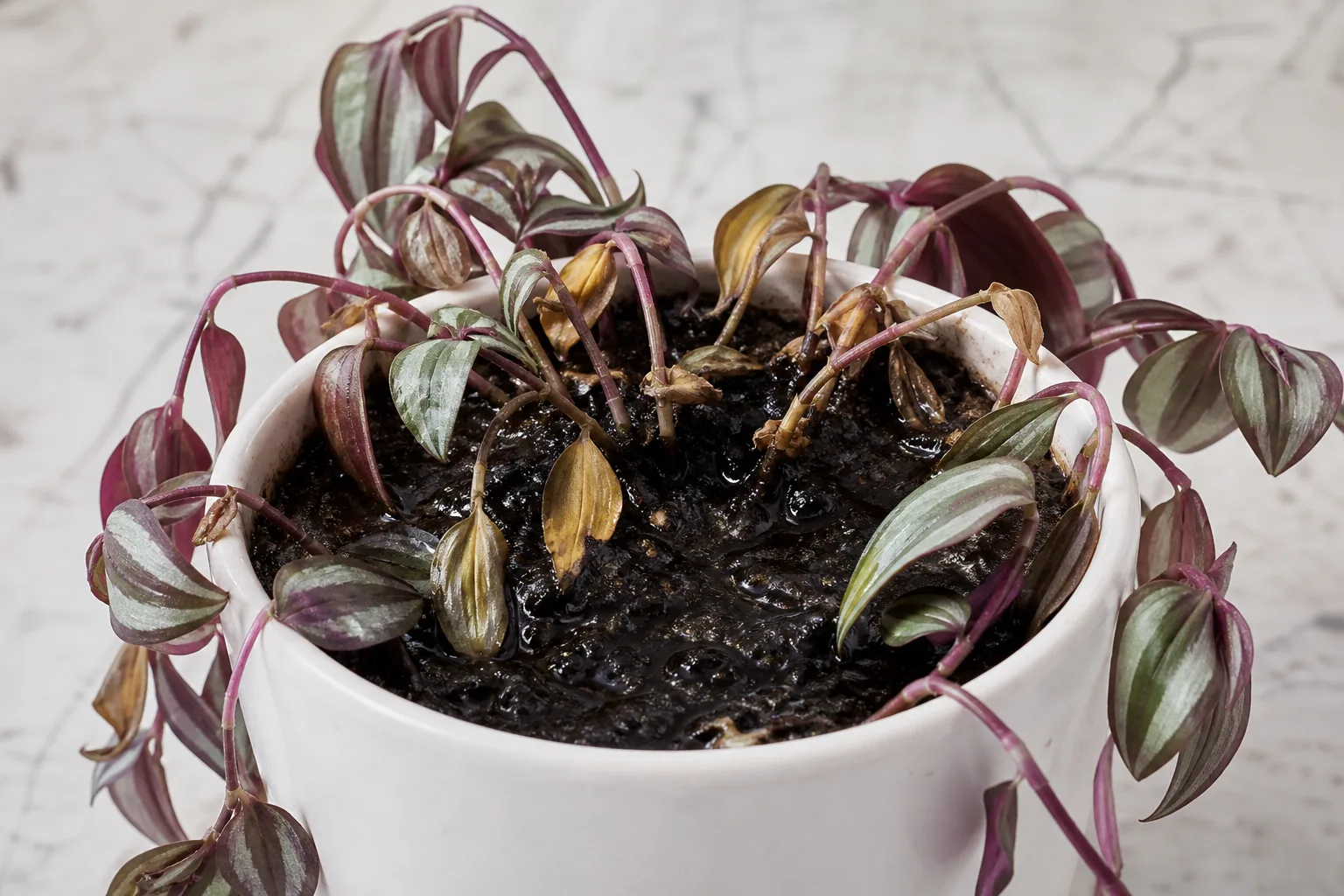 Root Rot on Tradescantia Zebrina - visible symptom on the plant