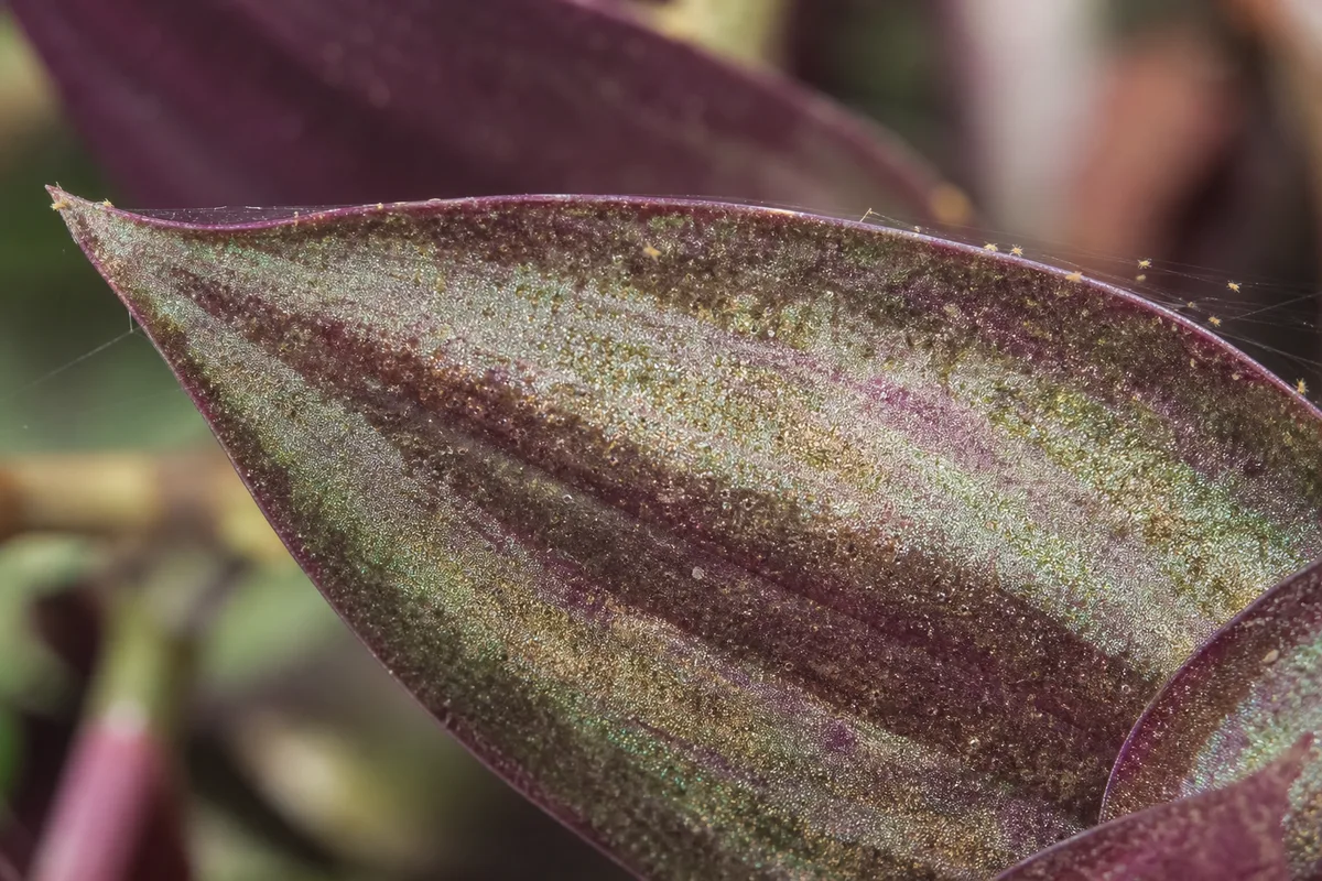 Close-up of Spider Mites on Tradescantia Zebrina - diagnostic detail