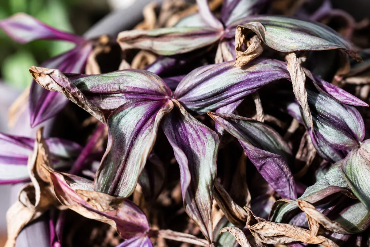 Close-up of Underwatering on Tradescantia Zebrina - diagnostic detail