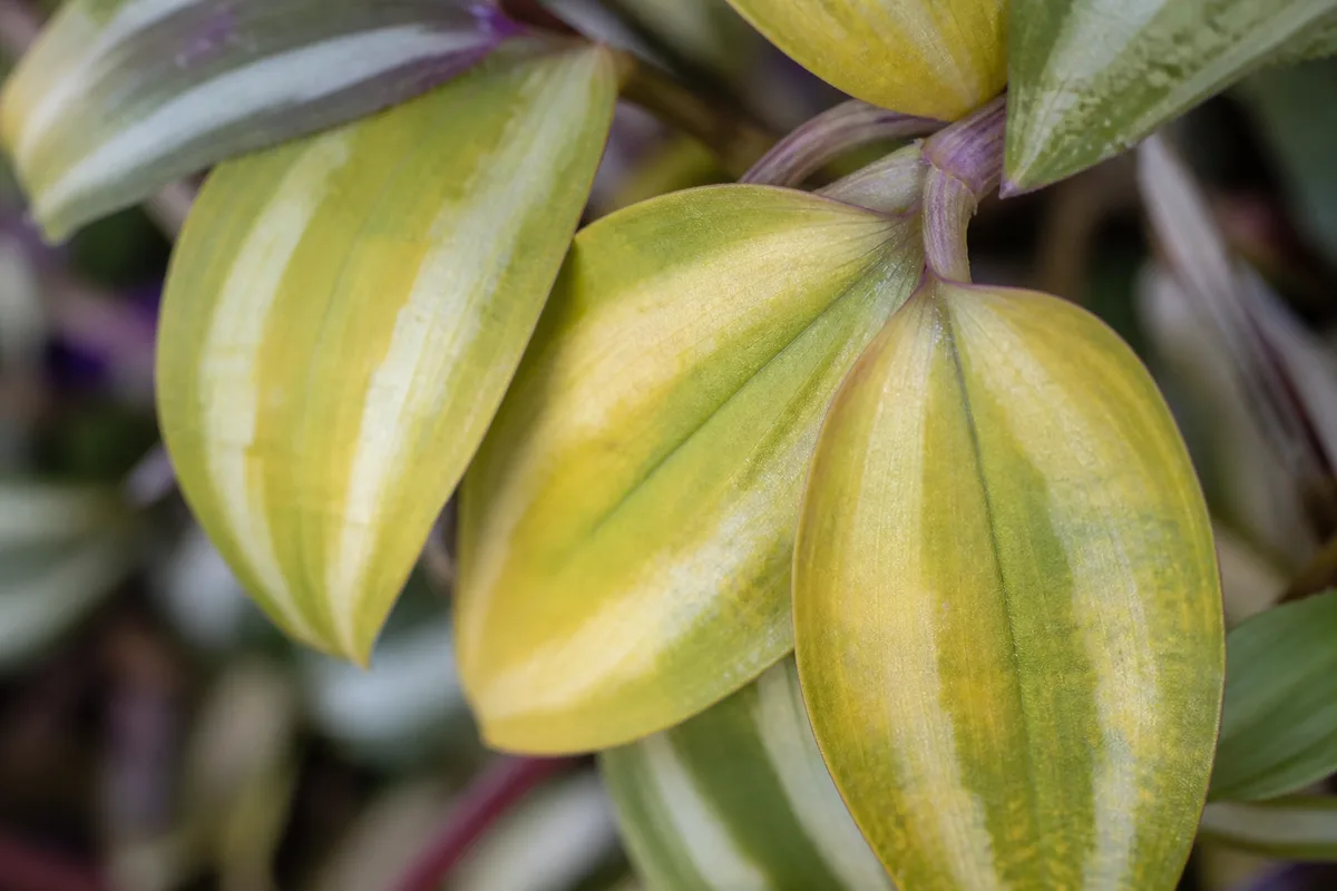 Close-up of Yellow Leaves on Tradescantia Zebrina - diagnostic detail