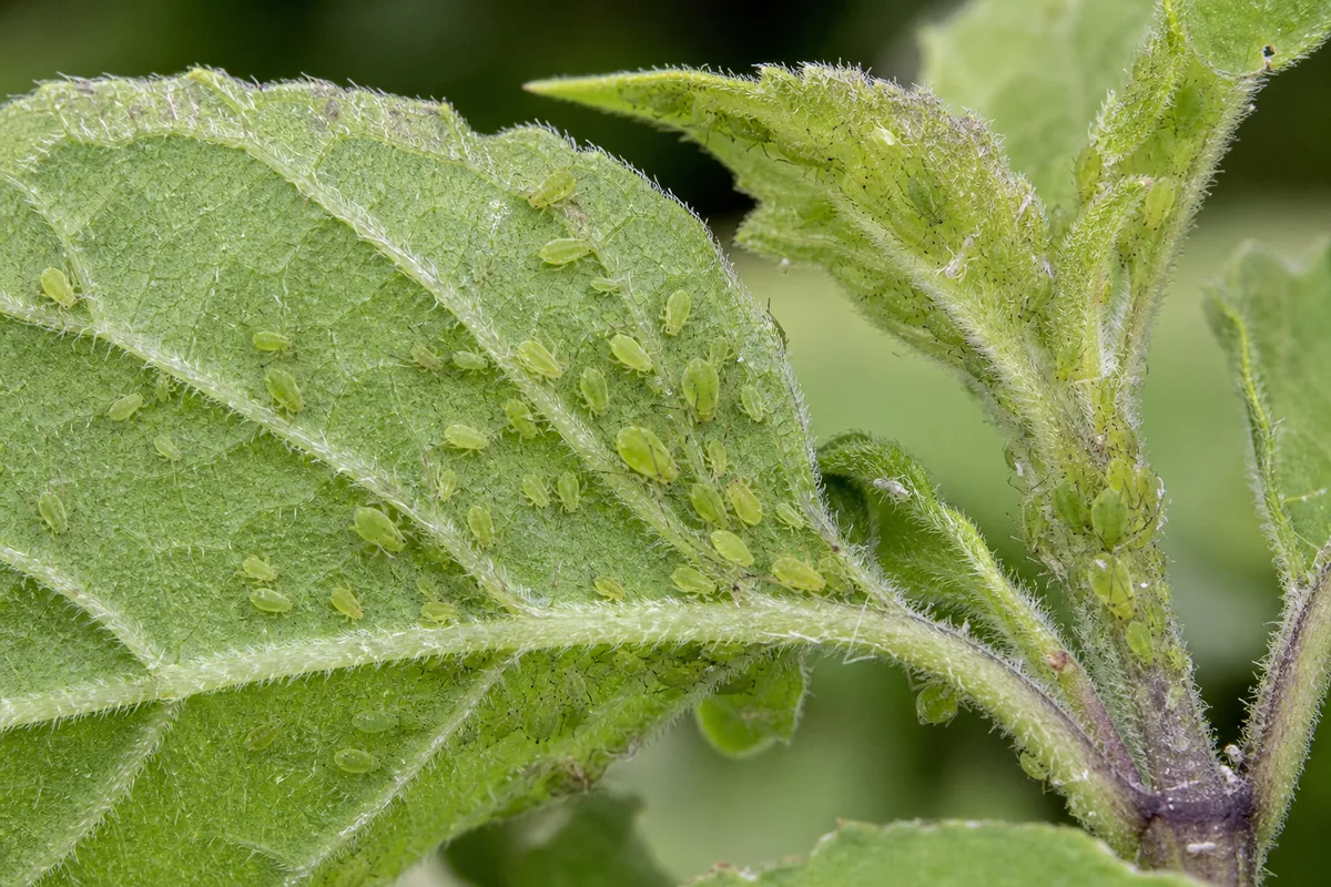 Close-up of Aphids on Tulsi - diagnostic detail