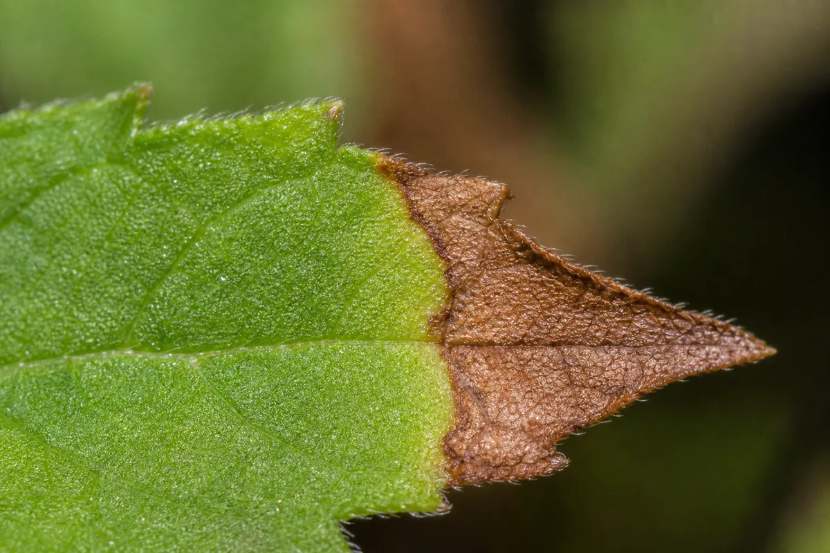 Close-up of Brown Tips on Tulsi - diagnostic detail