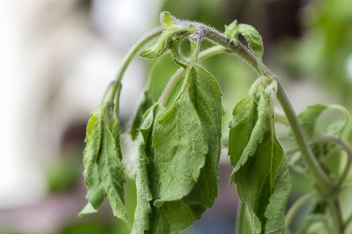 Close-up of Drooping Leaves on Tulsi - diagnostic detail