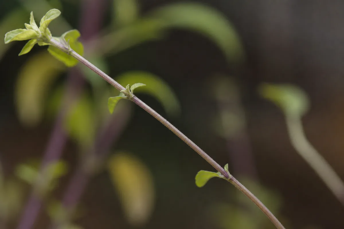Close-up of Leggy Growth on Tulsi - diagnostic detail