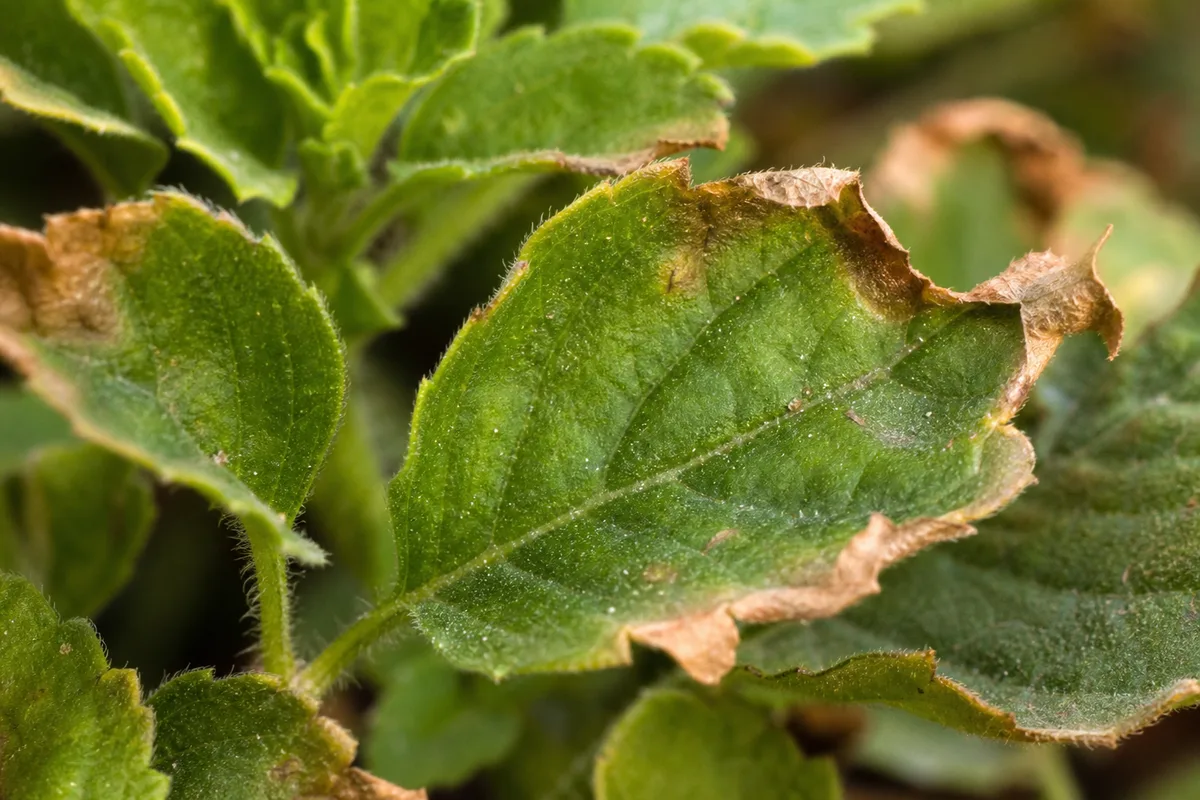 Close-up of Low Humidity on Tulsi - diagnostic detail