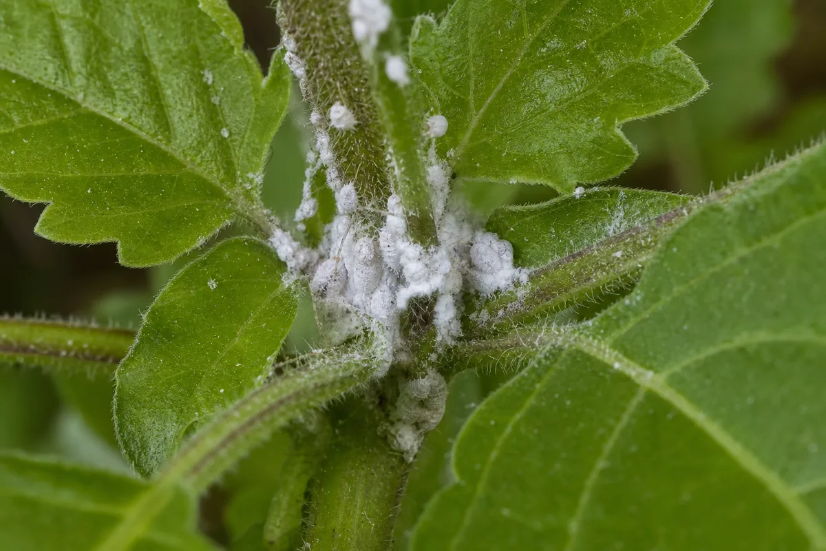 Close-up of Mealybugs on Tulsi - diagnostic detail