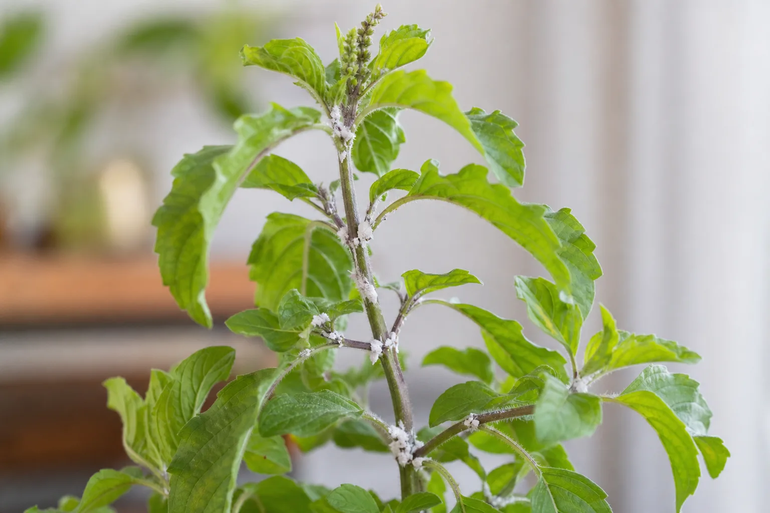Mealybugs on Tulsi - visible symptom on the plant